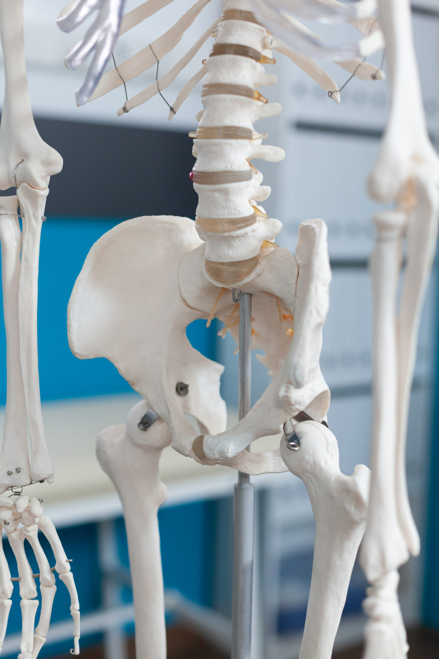Closeup of human pelvis bone of an anatomical human body skeleton standing in empty hospital office with nobody in it. Medical room equipped with osteopathy instrument. Medicine concept